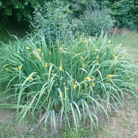 Apartma Lahinja Gradac
